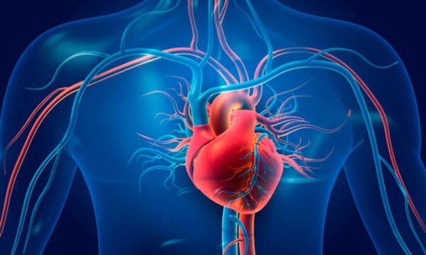 Sistema cardiovascular