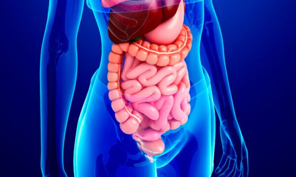 Sistema Digestivo y metabólico